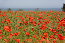 Photo d’inscription N°4 - Normandie - Copie.jpg
