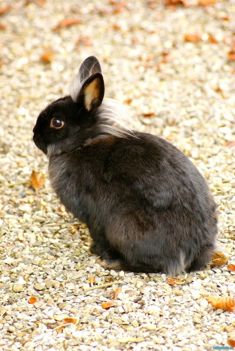 Photo d’inscription N°4 - Lapin Angora domestique Xhoffraix.JPG