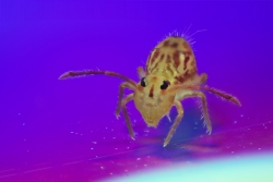 Discolembolle