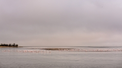 Walvis bay Flamants roses
