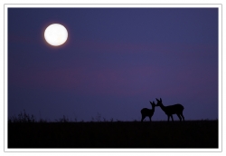 Au clair de lune