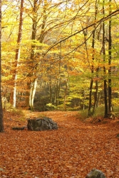 Reflets d'automne