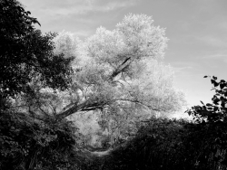 Silver tree