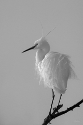 Aigrette garzette.
