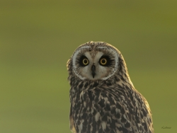Le hibou des marais