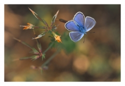 Open blue