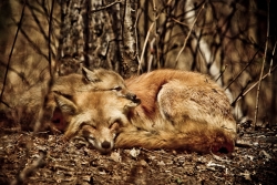 Calin