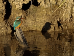 Le martin pêcheur.