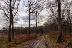 chemin forestier