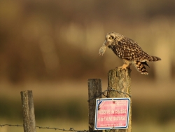 Hibou des marais.