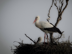La cigogne.