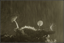 Atmosphère bruineuse .....
