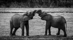 Un éléphant ça trompe énormément!