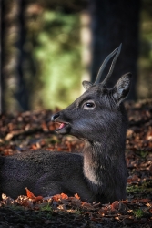 Du soleil, de la faune, du bonheur.