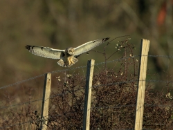 Hibou des marais.