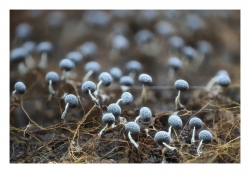 Mycelium microchampibleu