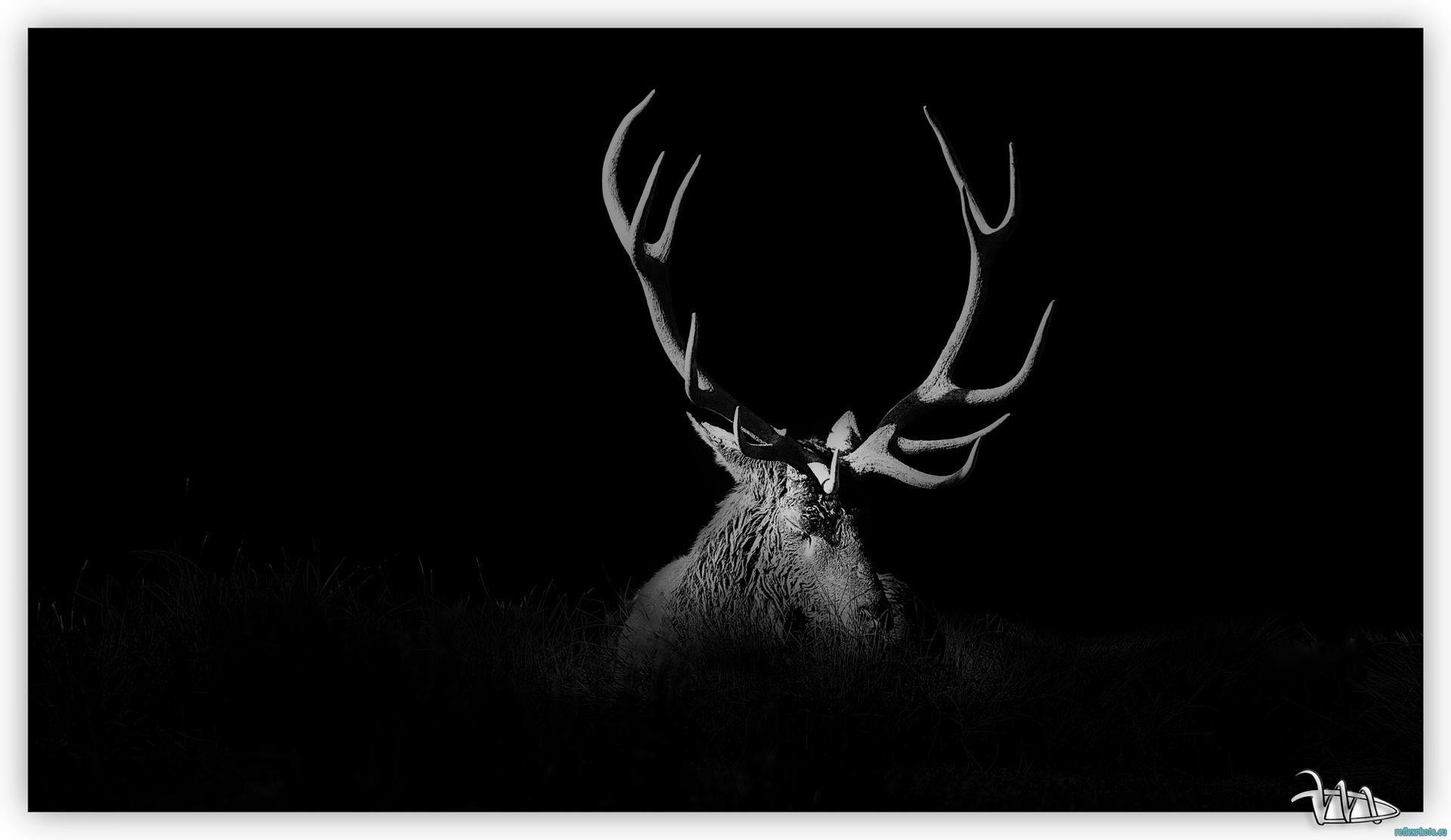 Photo d’inscription N°2 - 2019 cerf.jpg