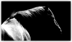 Un cheval