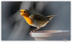 Le robin du jardin.