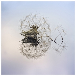 Reflets ...