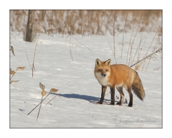 renard roux