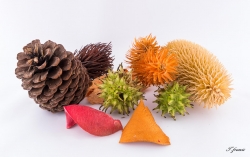 pot-pourri