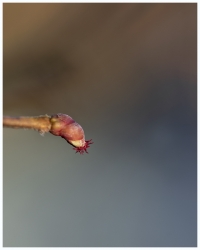 Minuscule floraison ...