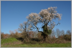 Changement climatique?