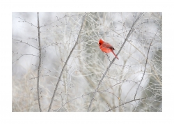 Cardinal