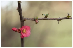 Le printemps est à notre porte ...
